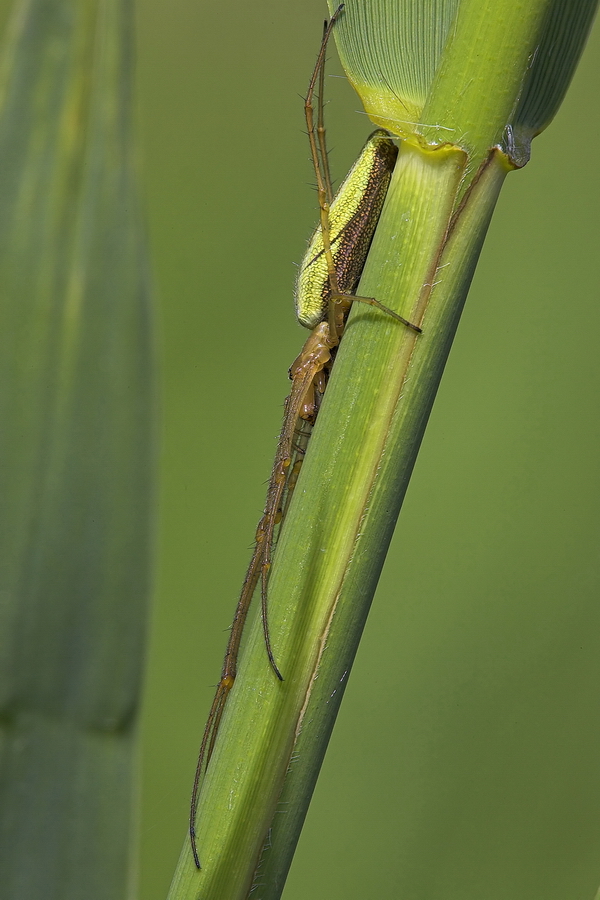 Gemeine Streckerspinne (Tetragnatha extensa)