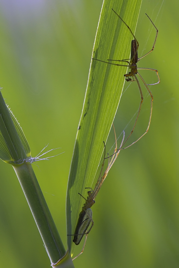 Gemeine Streckerspinne (Tetragnatha extensa)