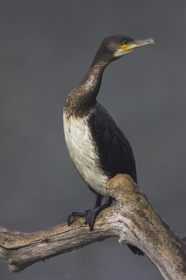 Kormoran (Phalacrocorax carbo)