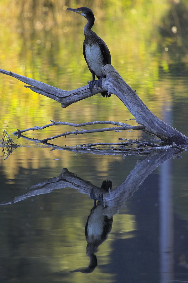 Kormoran (Phalacrocorax carbo)