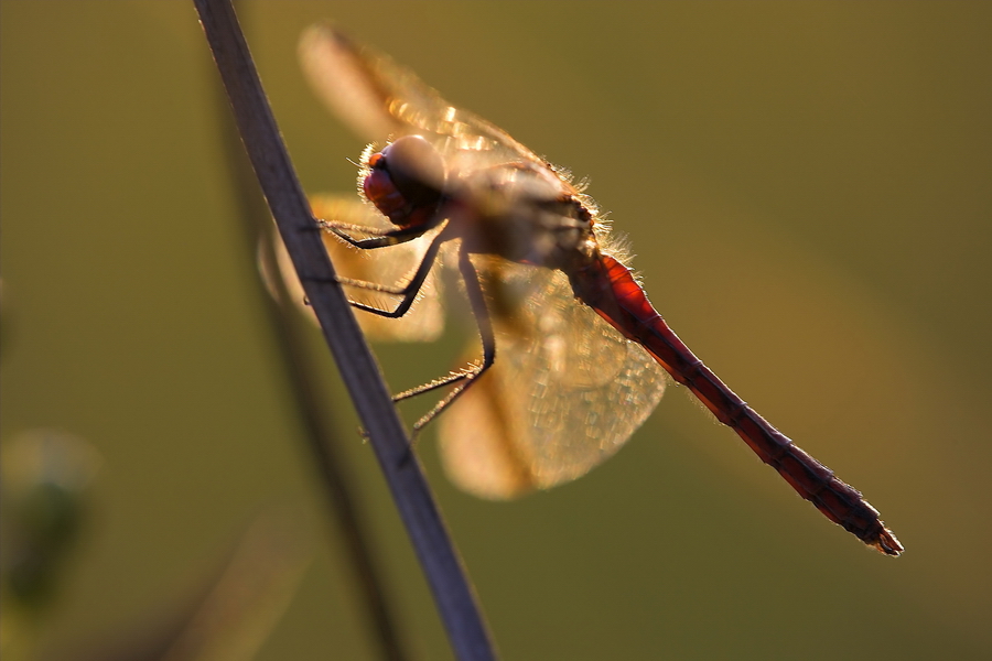 GebÃ¤nderte Heidelibelle (Sympetrum pedemontanum)