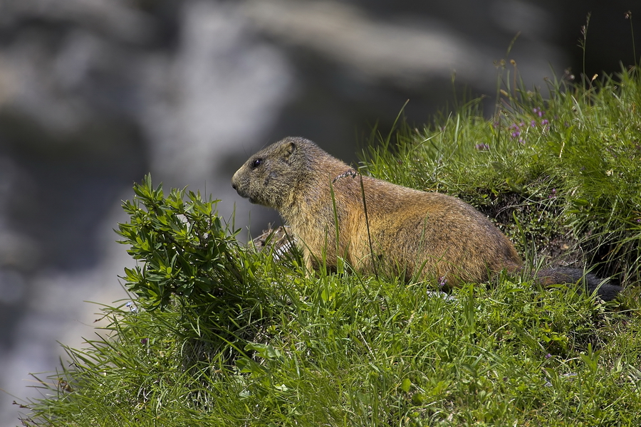 Alpenmurmeltier (Marmota marmota)