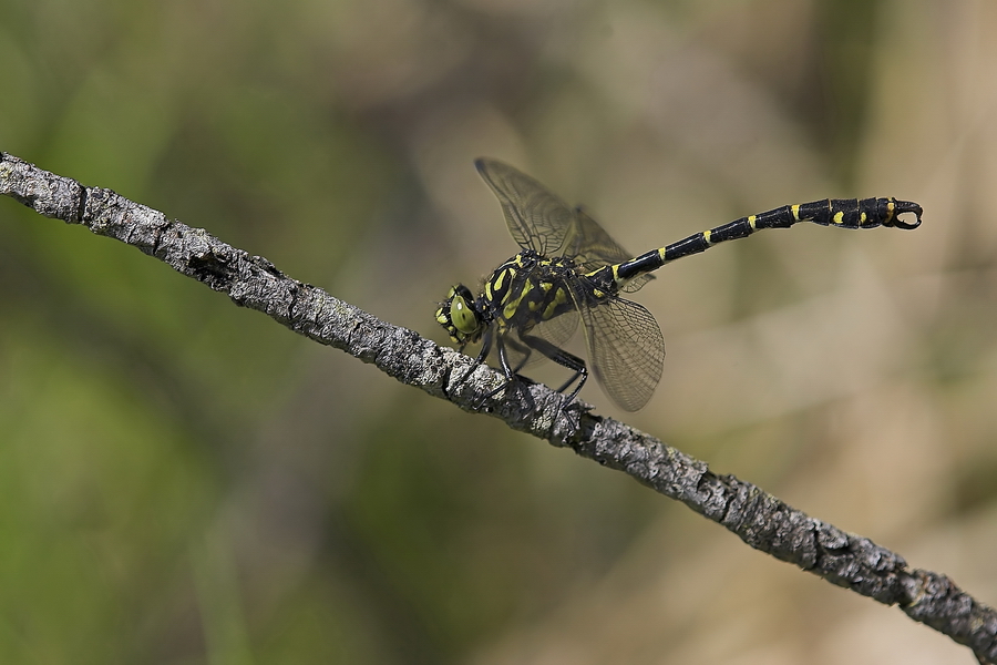 Kleine Zangenlibelle (Onychogomphus forcipatus)