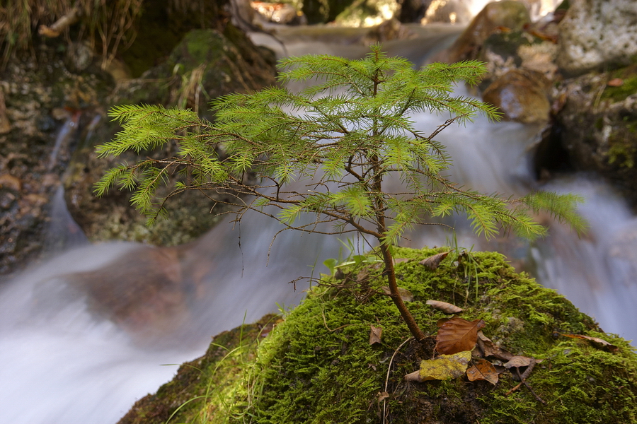 Fichte am Bach