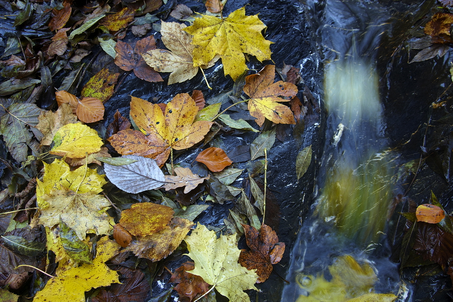 Herbstlaub