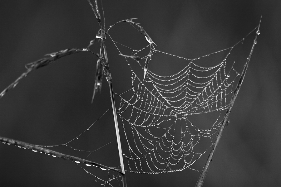 Spinnennetz am Morgen