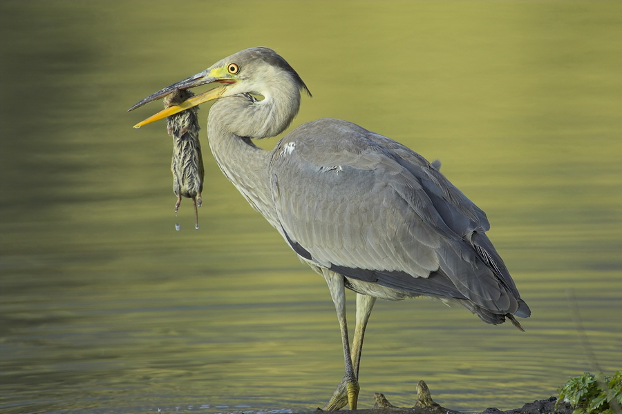 Graureiher (Ardea cinerea)