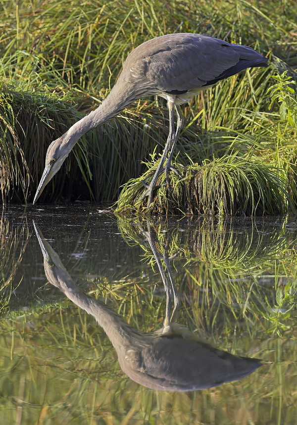 Graureiher (Ardea cinerea)