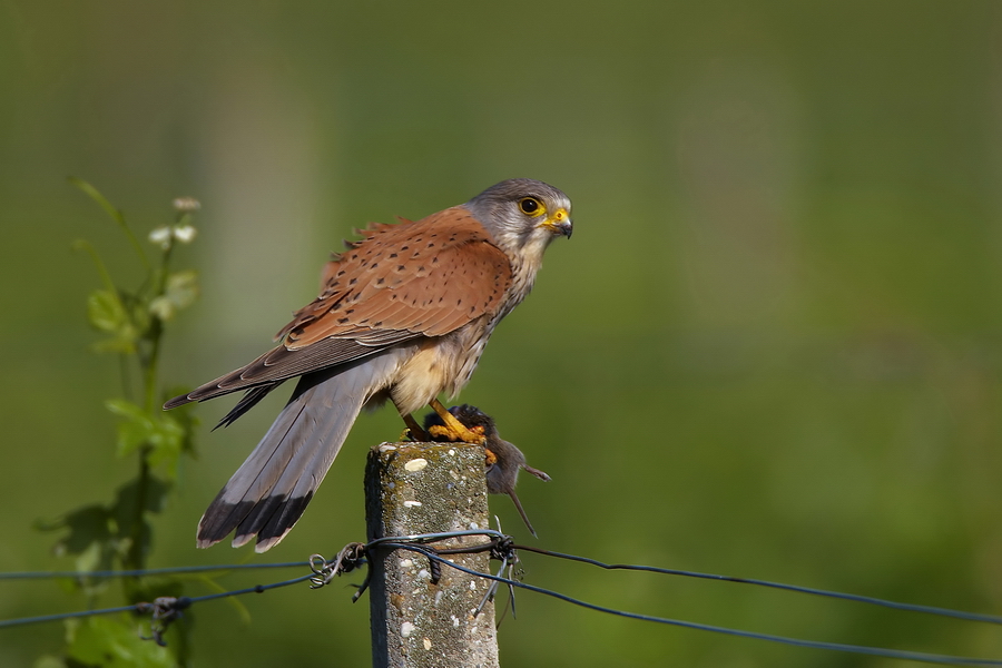 Turmfalke (Falco tinnunculus)