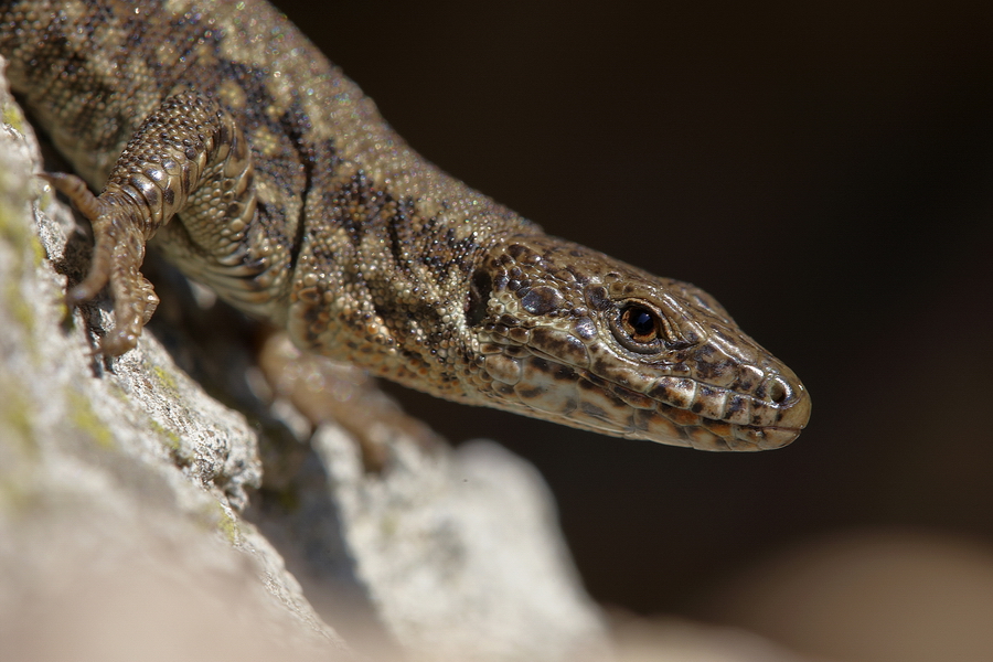 Mauereidechse (Podarcis muralis)