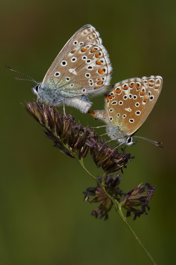 Himmelblauer BlÃ¤uling (Polyommatus bellargus)