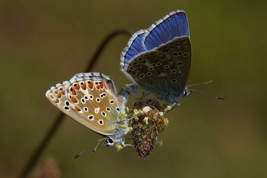 Himmelblauer BlÃ¤uling (Polyommatus bellargus)