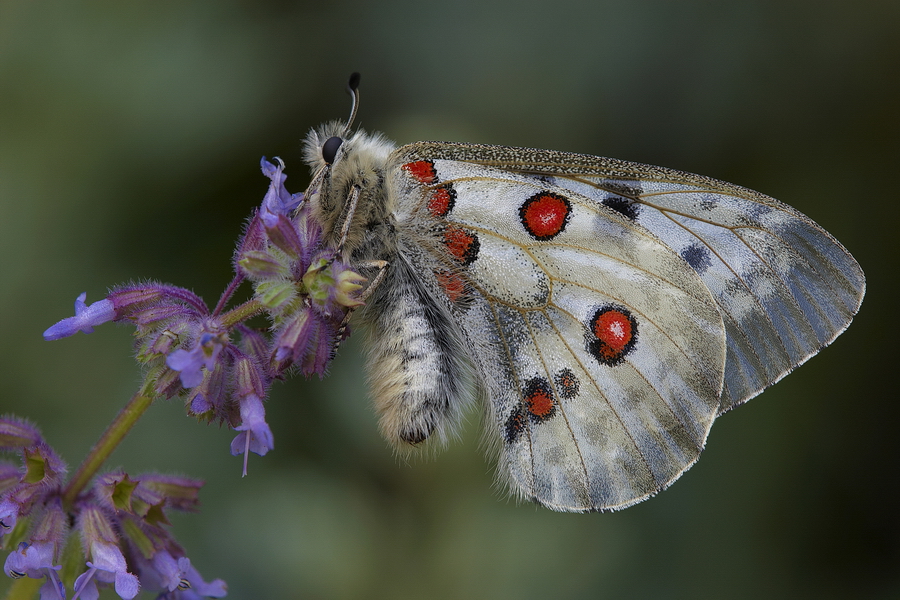 Roter Apollofalter (Parnassius apollo)