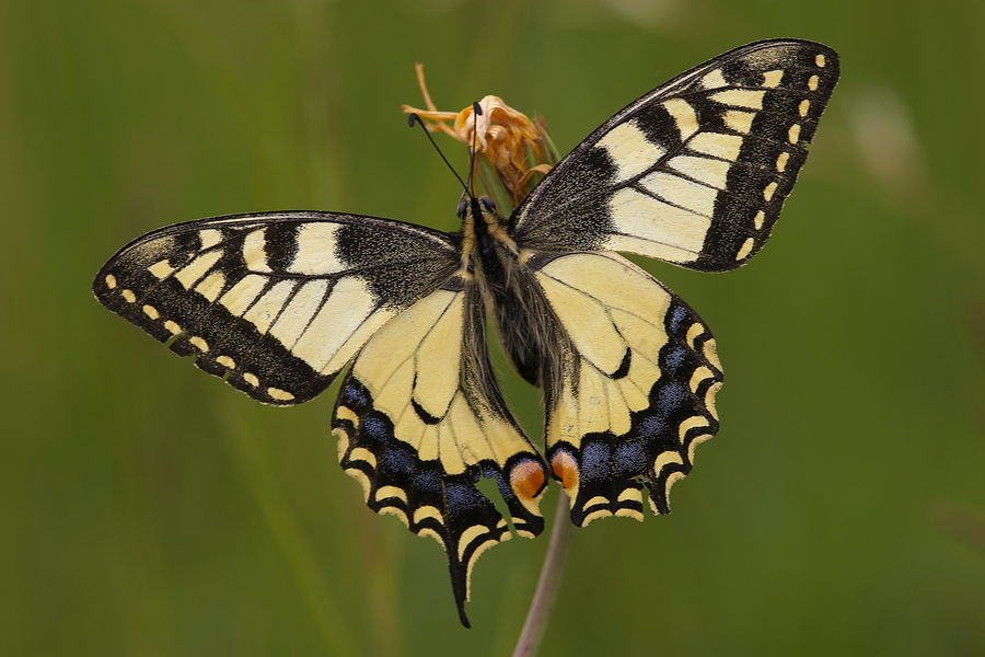 Schwalbenschwanz (Papilio machaon)