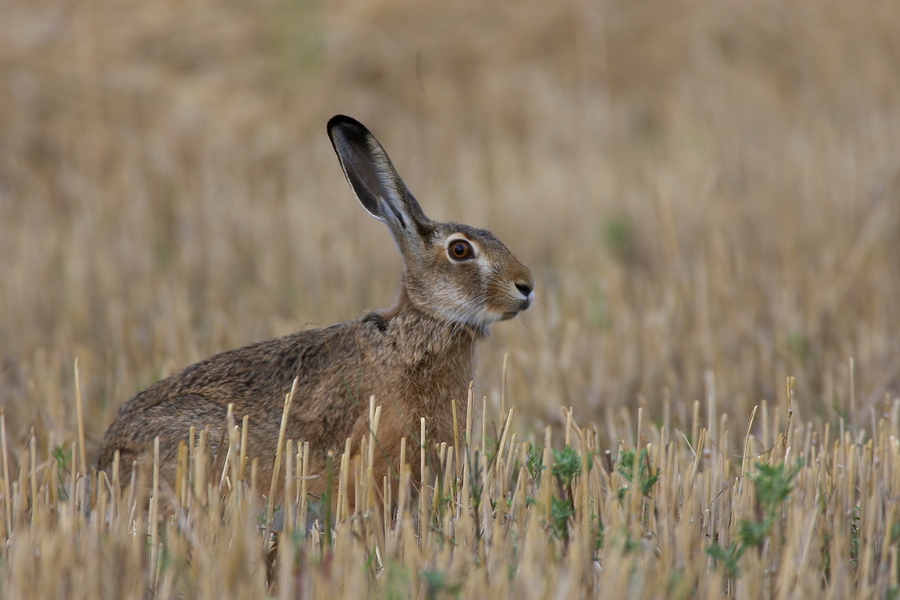 Feldhase (Lepus europaeus)