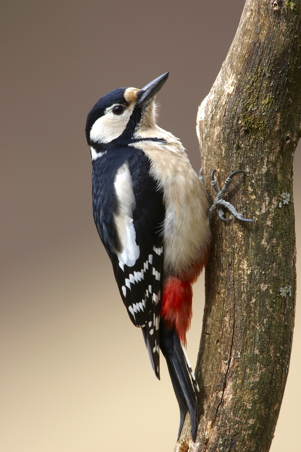 Buntspecht (Dendrocopos major)