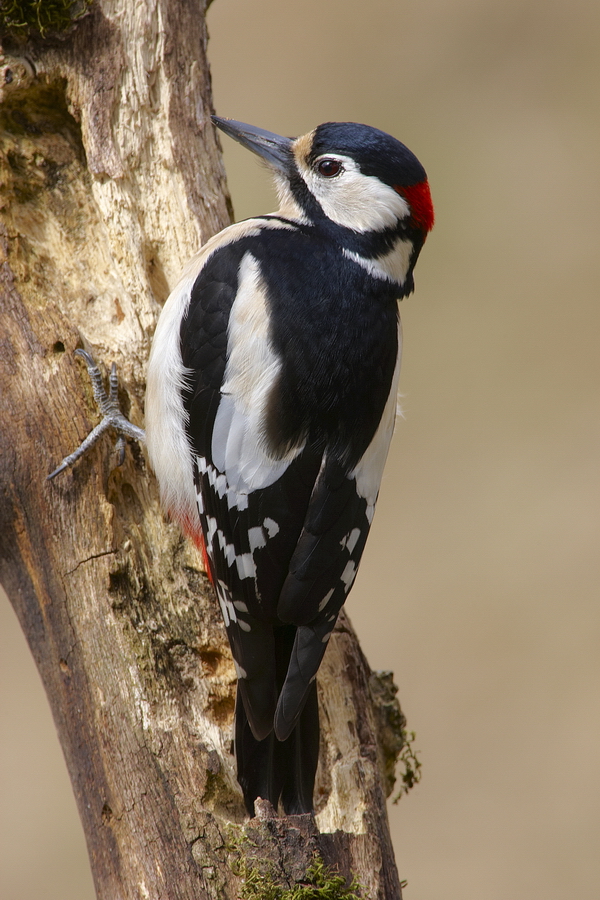 Buntspecht (Dendrocopos major)
