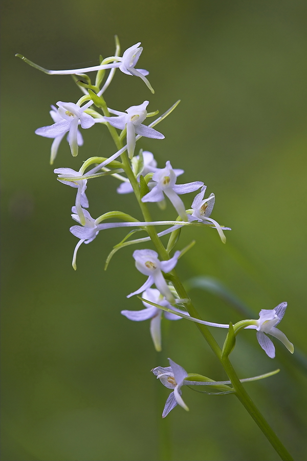 ZweiblÃ¤ttrige Waldhyazinthe (Platanthera bifolia)