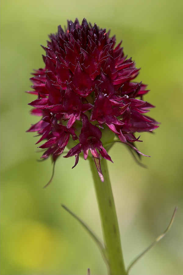 Ã–sterreichisches KohlrÃ¶schen (Nigritella nigra subsp. austriaca) 