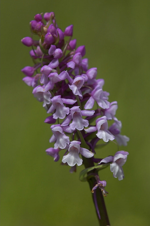 MÃ¼cken-HÃ¤ndelwurz (Gymnadenia conopsea)