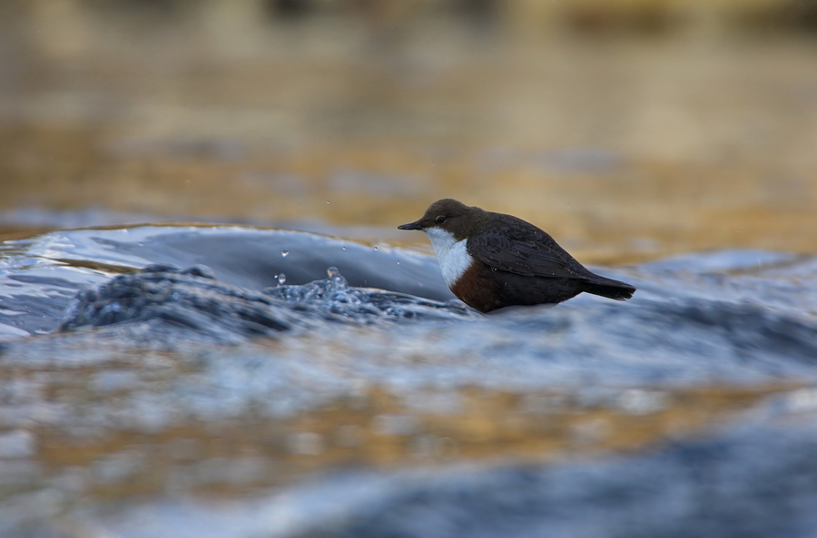 Wasseramsel (Cinclus cinclus)