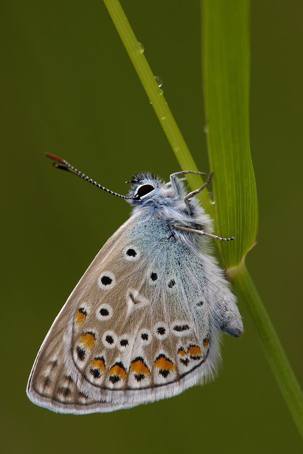 Gemeiner BlÃ¤uling (Polyommatus icarus)