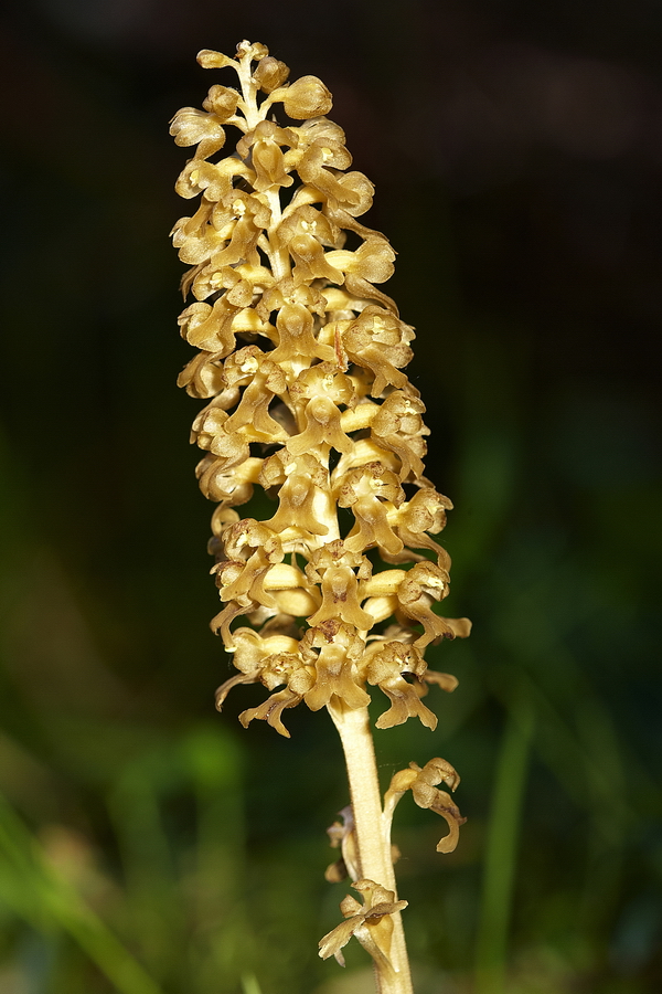 Vogel-Nestwurz (Neottia nidus-avis)