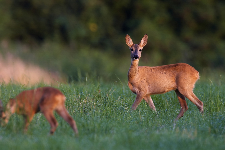 EuropÃ¤isches Reh (Capreolus capreolus)