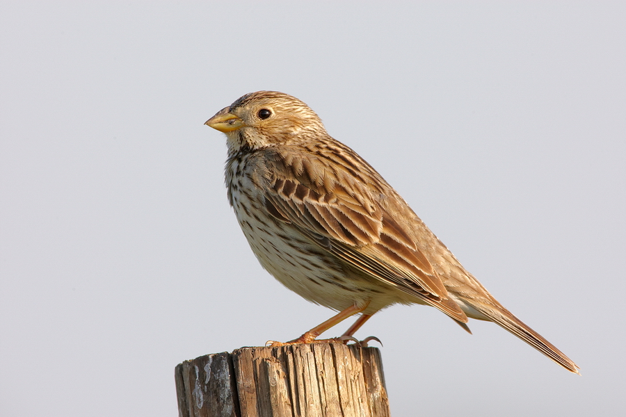 Grauammer (Emberiza calandra)