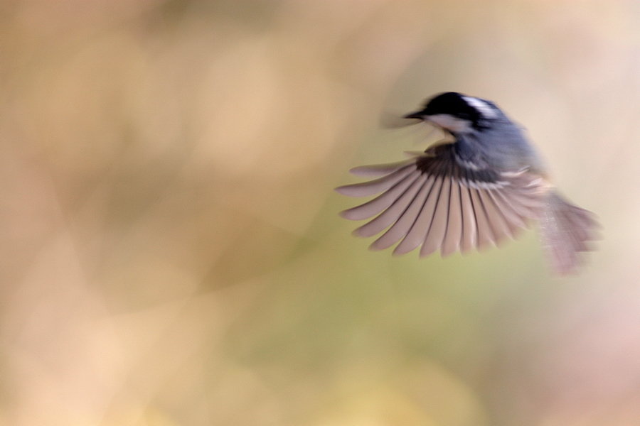 Tannenmeise (Periparus ater)