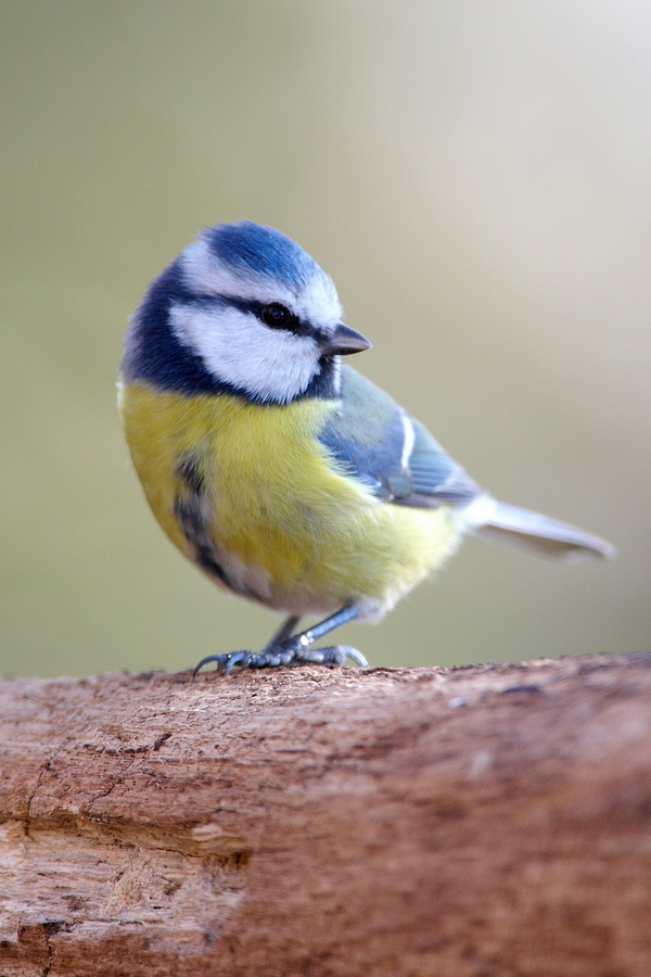 Blaumeise (Cyanistes caeruleus)