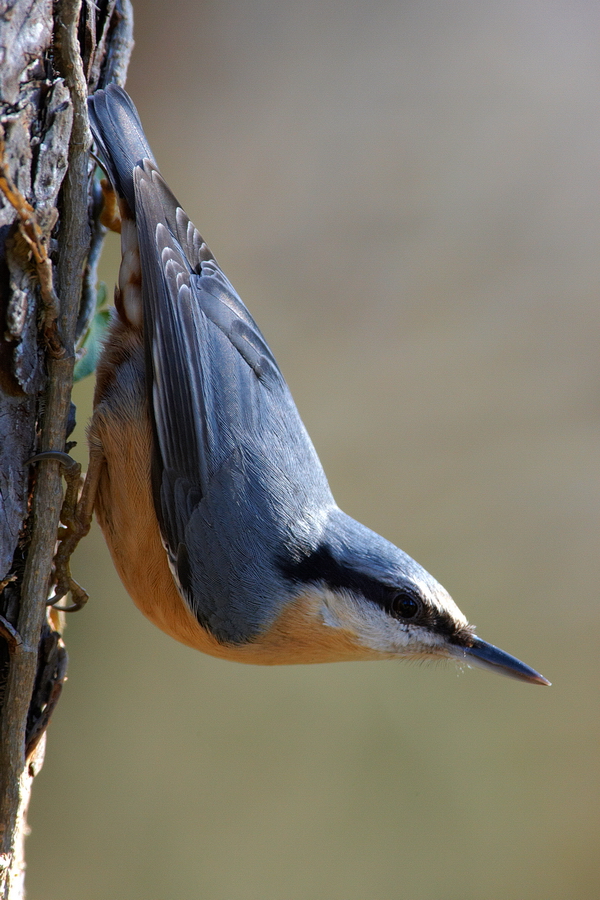 Kleiber (Sitta europaea)