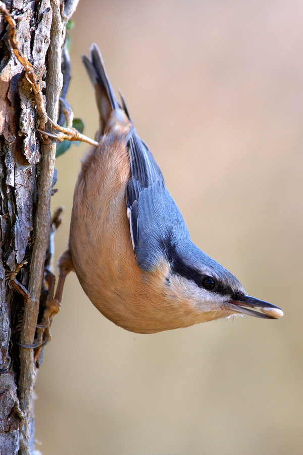 Kleiber (Sitta europaea)