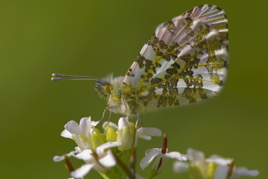 Aurorafalter (Anthocharis cardamines)