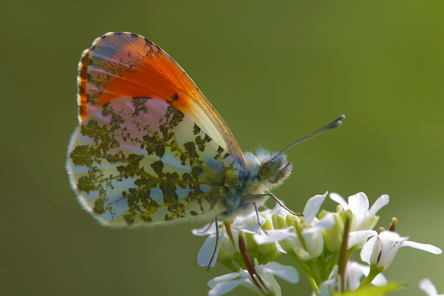 Aurorafalter (Anthocharis cardamines)