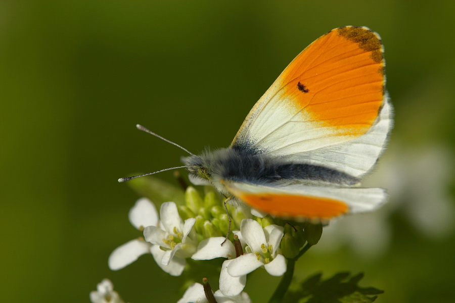 Aurorafalter (Anthocharis cardamines)