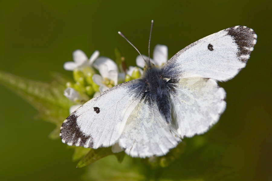 Aurorafalter (Anthocharis cardamines)