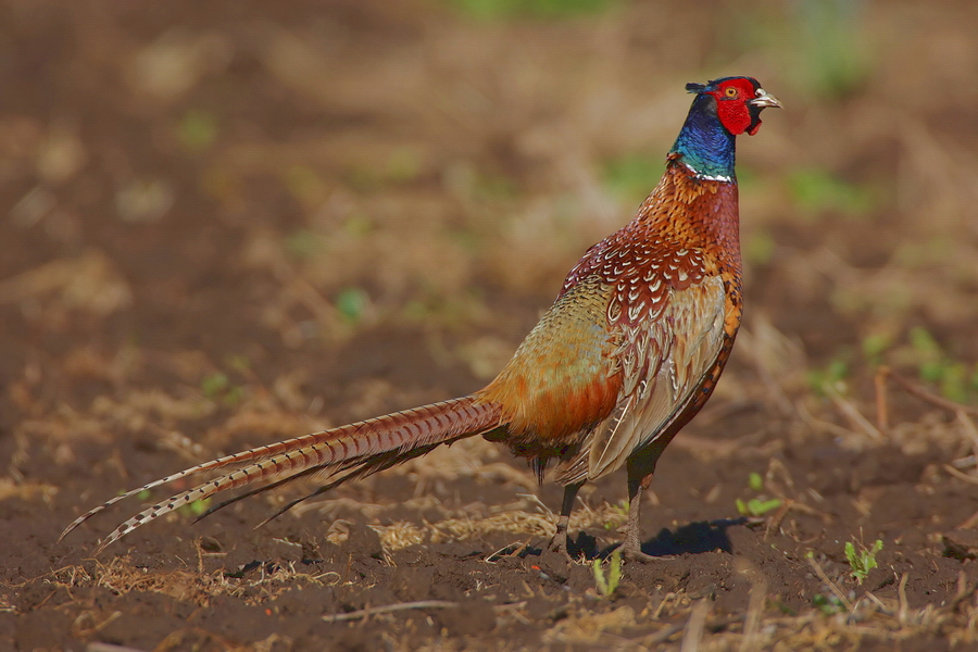 Mongolischer Ringfasan (Phasianus colchicus mongolicus)