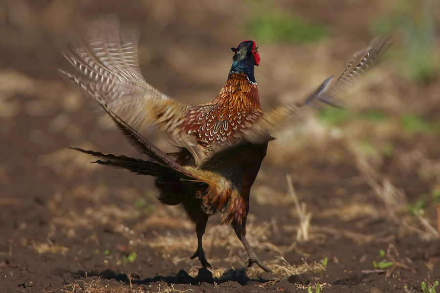 Mongolischer Ringfasan (Phasianus colchicus mongolicus)