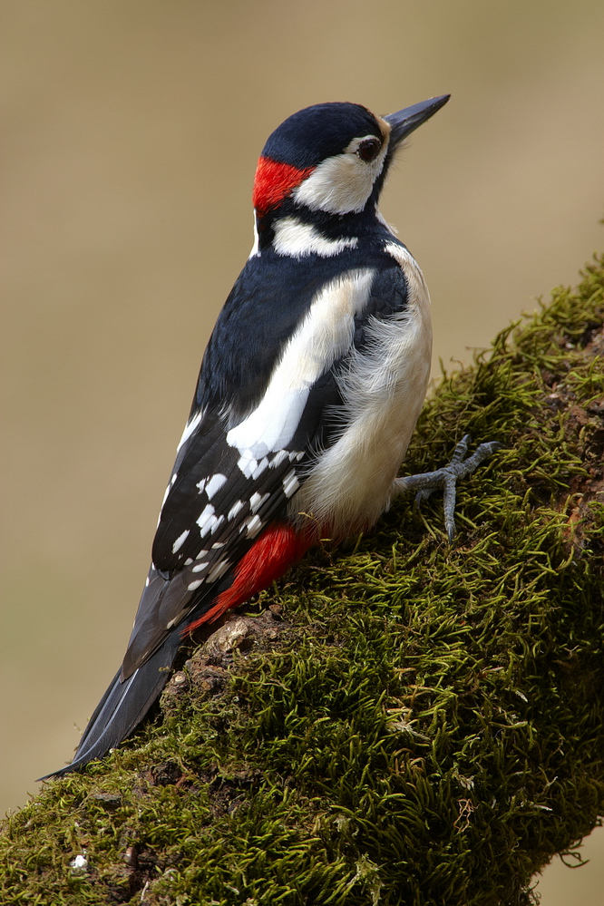 Buntspecht (Dendrocopos major)