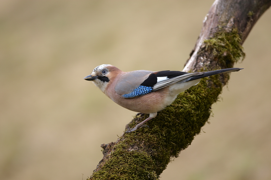 EichelhÃ¤her (Garrulus glandarius)