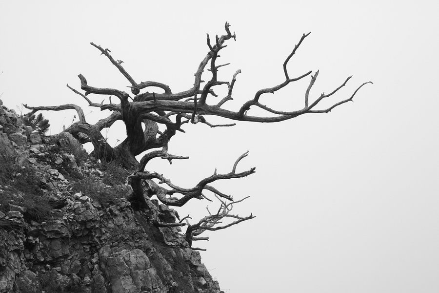 abgestorbener Baum