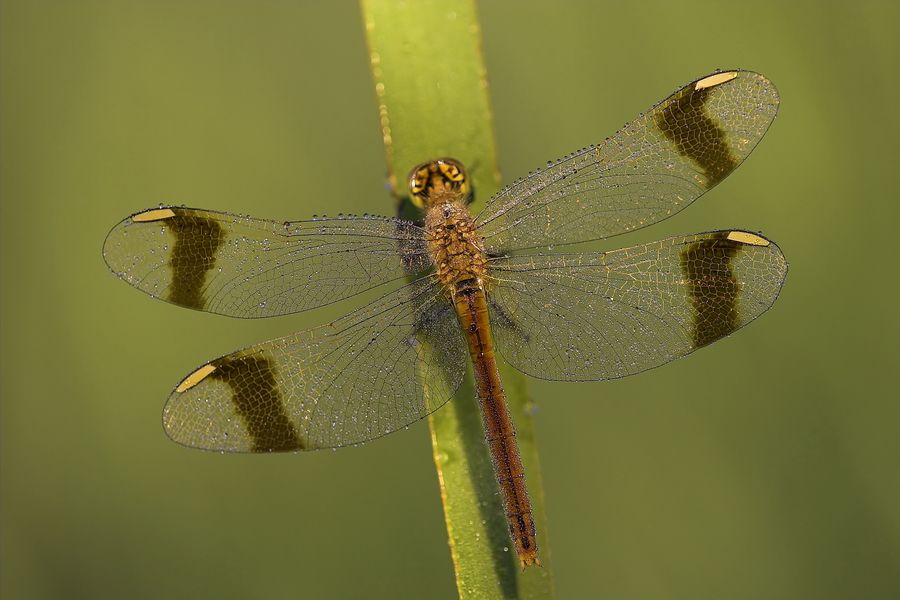 GebÃ¤nderte Heidlibelle (Sympetrum pedemontanum)