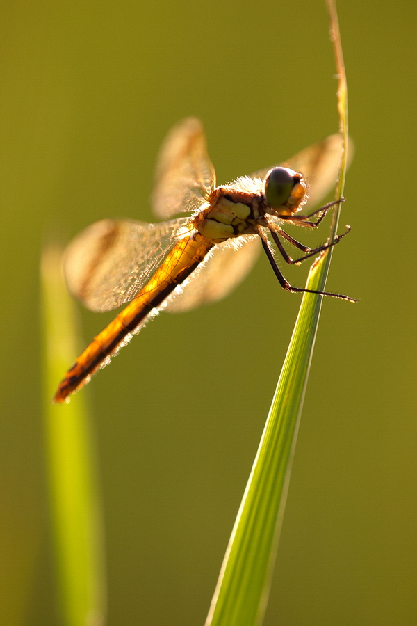 GebÃ¤nderte Heidlibelle (Sympetrum pedemontanum)