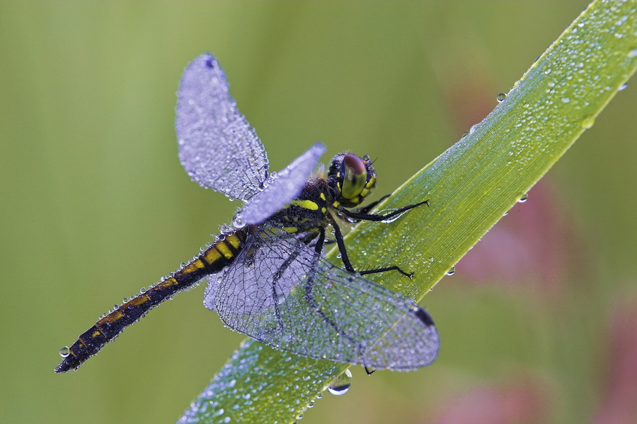 Schwarze Heidelibelle (Sympetrum danae)