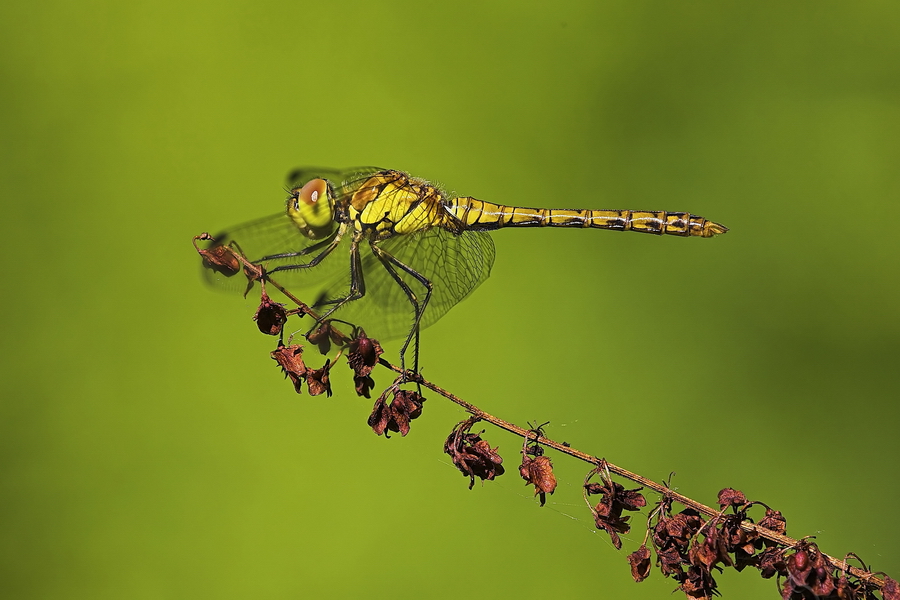 GroÃŸe Heidelibelle (Sympetrum striolatum)