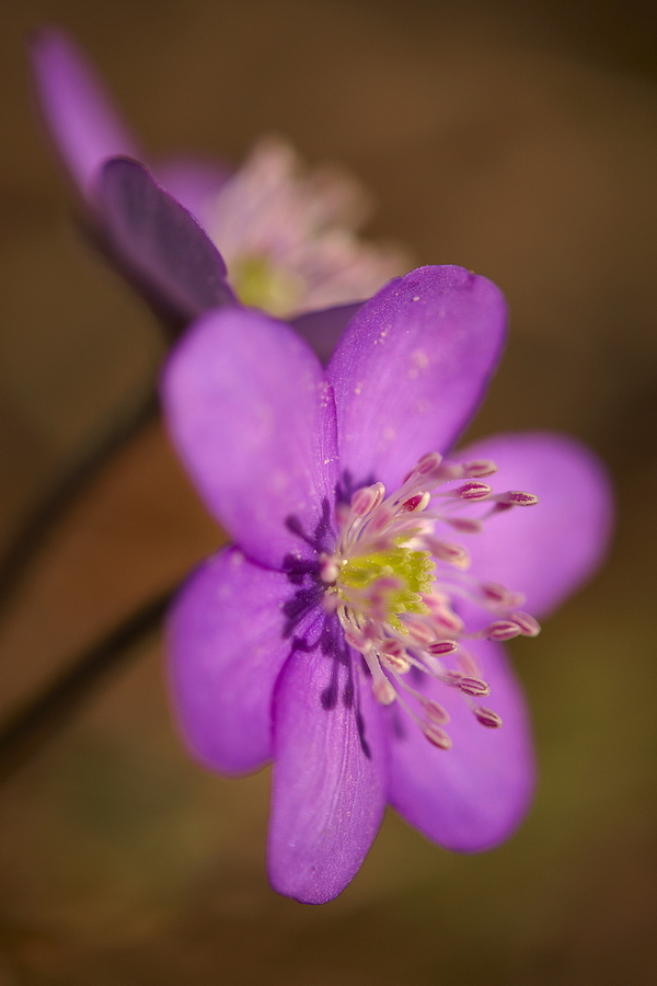 LeberblÃ¼mchen (Hepatica nobilis)