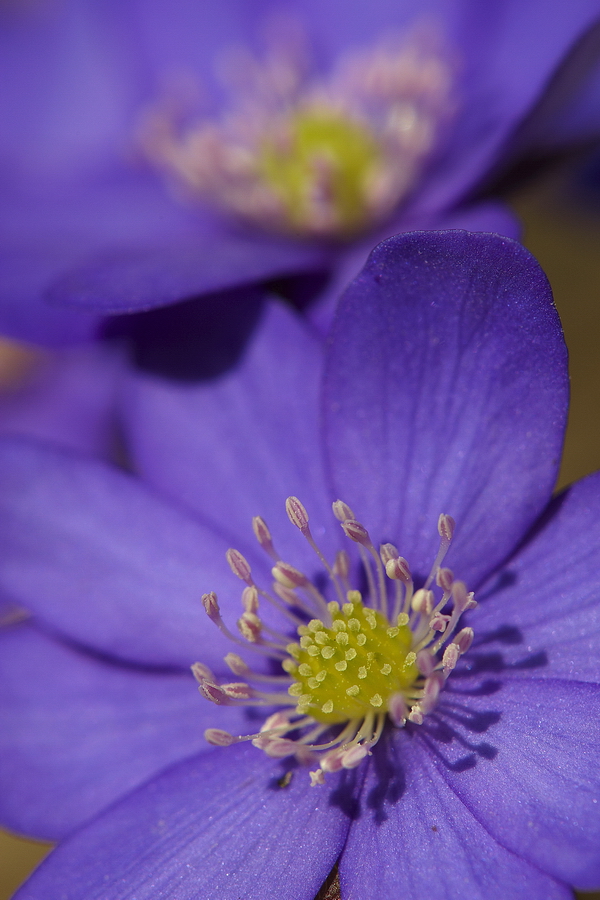 LeberblÃ¼mchen (Hepatica nobilis)