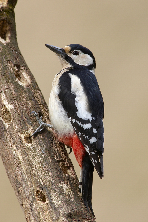 Buntspecht (Dendrocopos major)