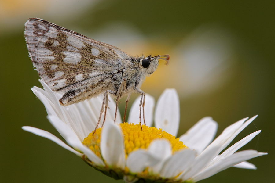 Steppenheiden-WÃ¼rfel-Dickkopffalter (Pyrgus carthami)